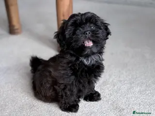 Shihpoo dogs Imperial Shihpoo Female Puppy - Advert 5