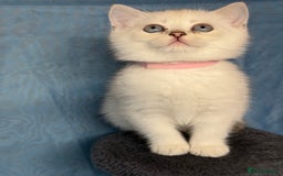 British Shorthair cats for sale: British shorthair silver/golden kittens TICA - Image 7