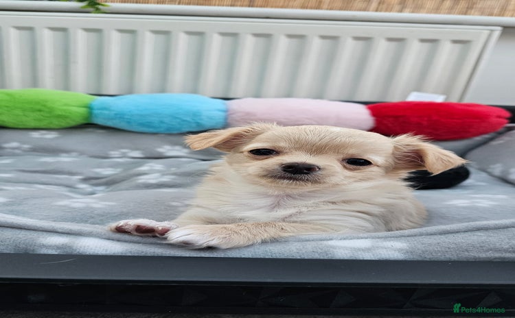 Chihuahua dogs - Advert 1