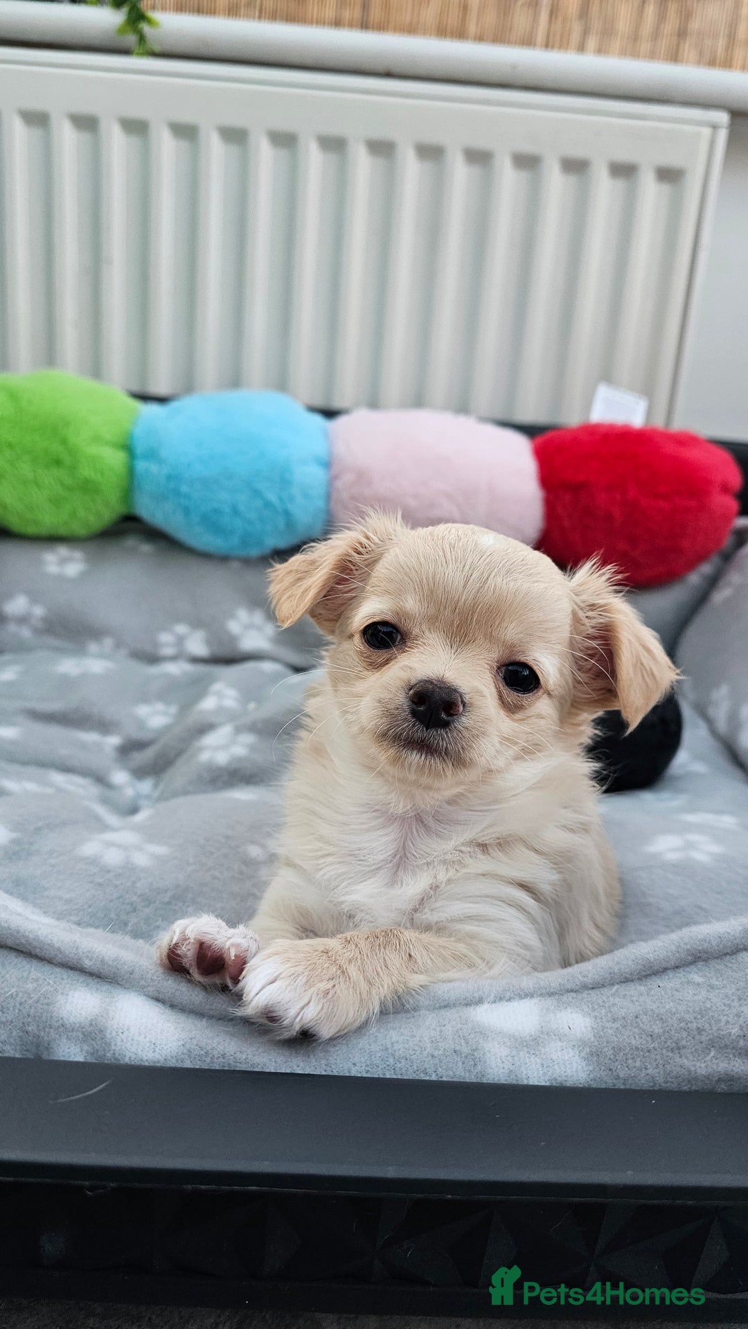 Chihuahua dogs for sale: Chihuahua puppies available  - Image 1