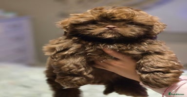 Shih Tzu dogs - Advert 10