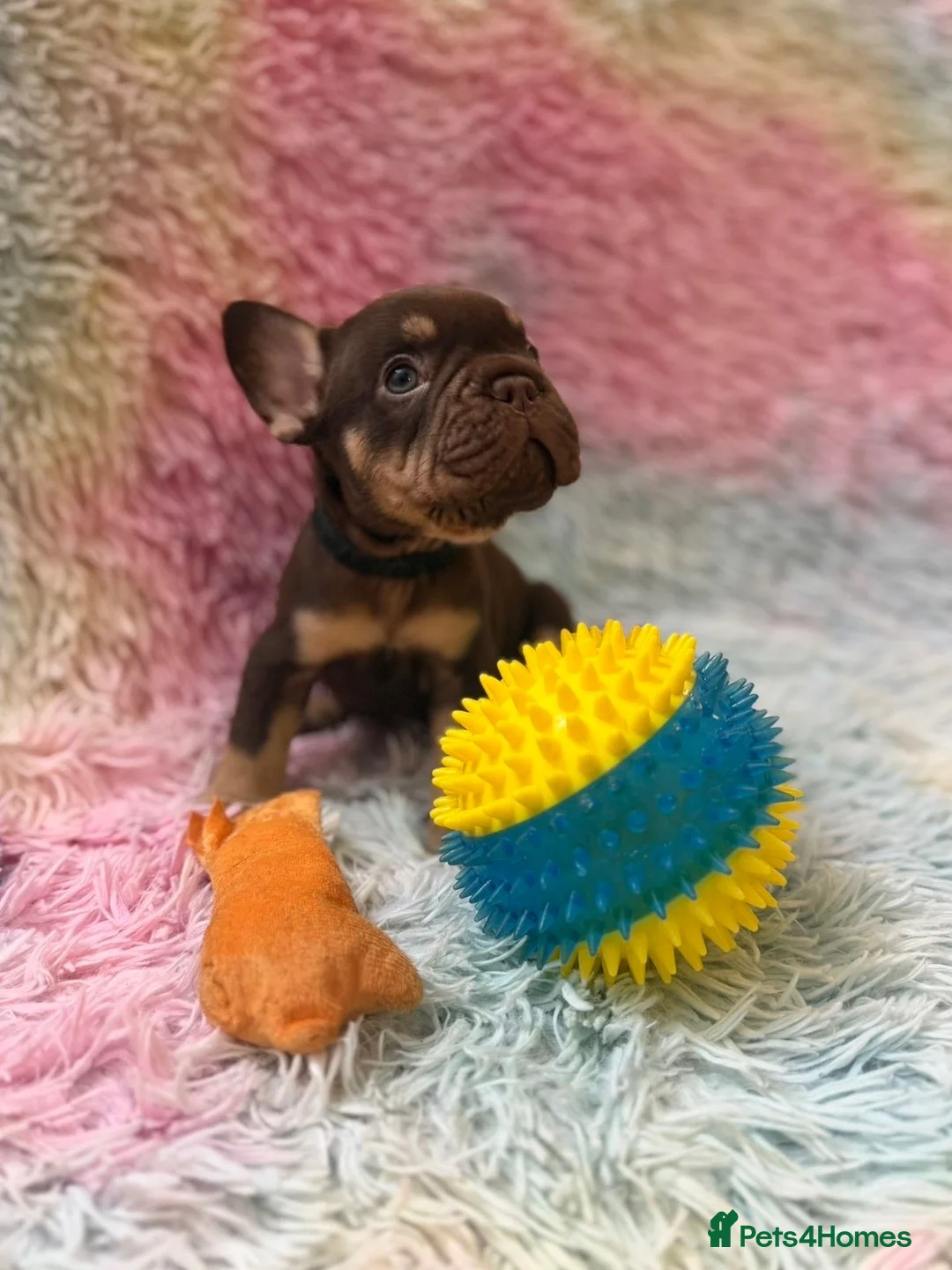 French Bulldog dogs for sale: Frenchies in Chocolate & Tan and Rojo - Advert 7