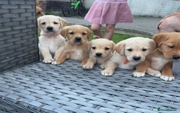 Goldador dogs for sale: Stunning Retriever cross Labrador puppy  - Image 3