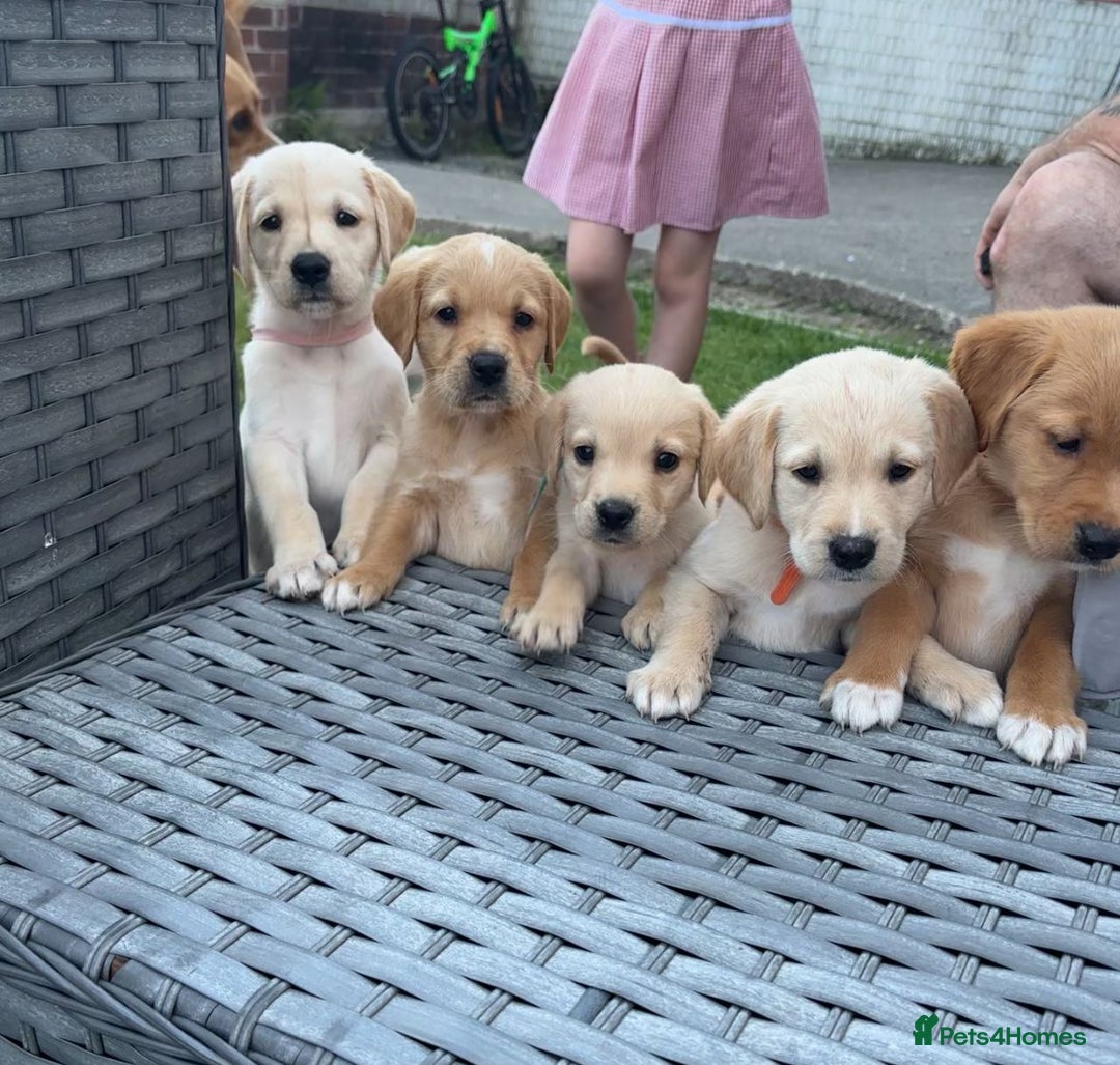 Goldador dogs for sale: Stunning Retriever cross Labrador puppy  - Image 3