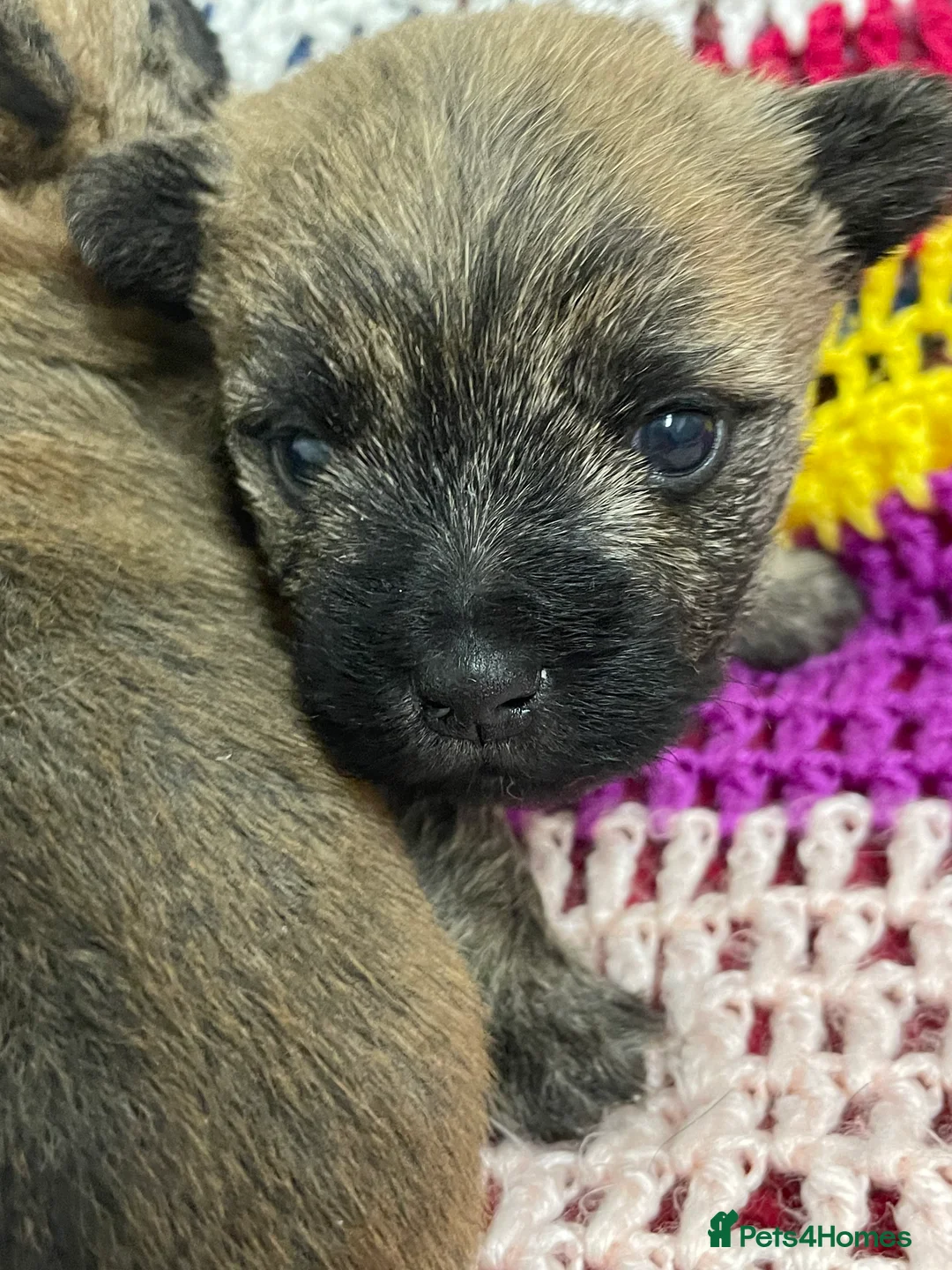 Cairn Terrier dogs for sale: Quality litter of Pure bred Cairn Terrier Puppies  - Advert 13