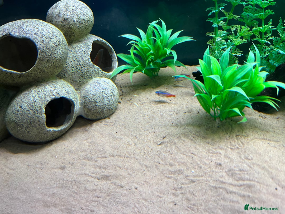 Other/Mixed Breed fish for sale: Tank of Tropical fish - need to go ASAP - Image 5