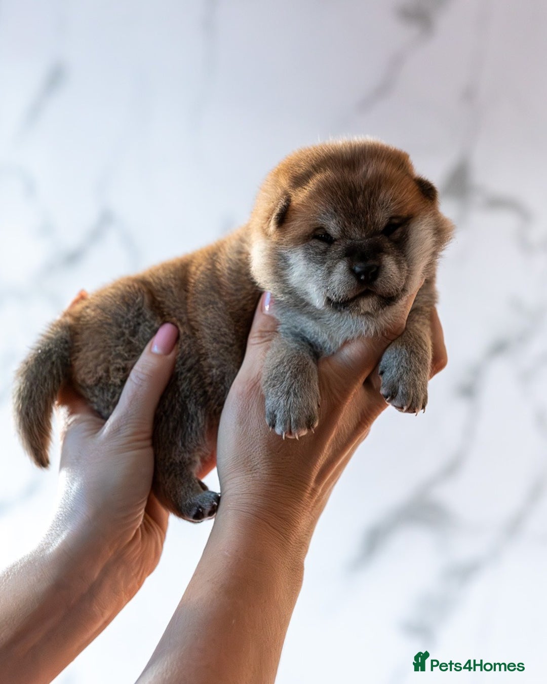 Japanese Shiba Inu dogs for sale: 🐾🏵Original Japanese Shiba inu puppies 🏵🐾 - Advert 11