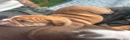 English Bulldog dogs for sale: 🍫Outstanding choc English bulldogs 🌟⭐️⭐️ - Advert 25