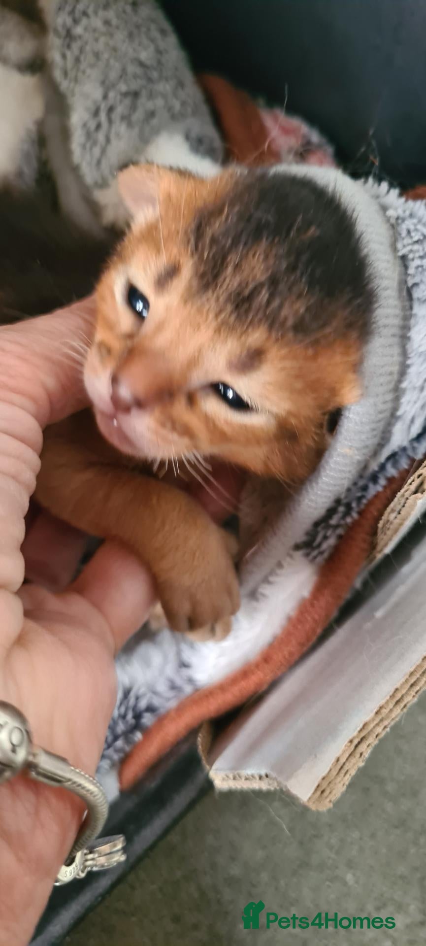 Abyssinian cats 4 Abysinnian registered boys - Advert 2