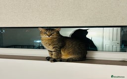 Arabian Mau cats for adoption: Kevin is looking for his human  - Advert 10