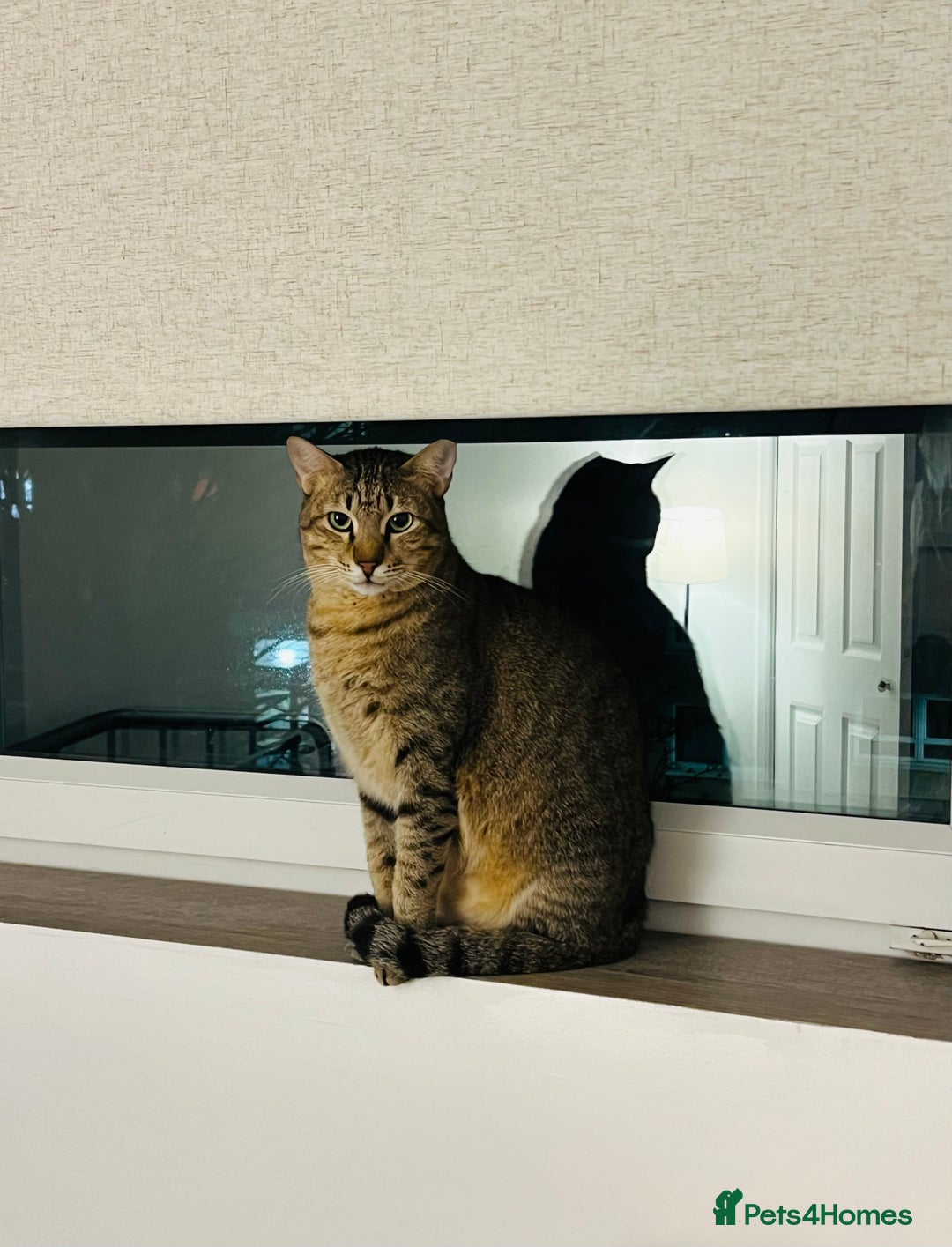 Arabian Mau cats for adoption: Kevin is looking for his human  - Advert 10