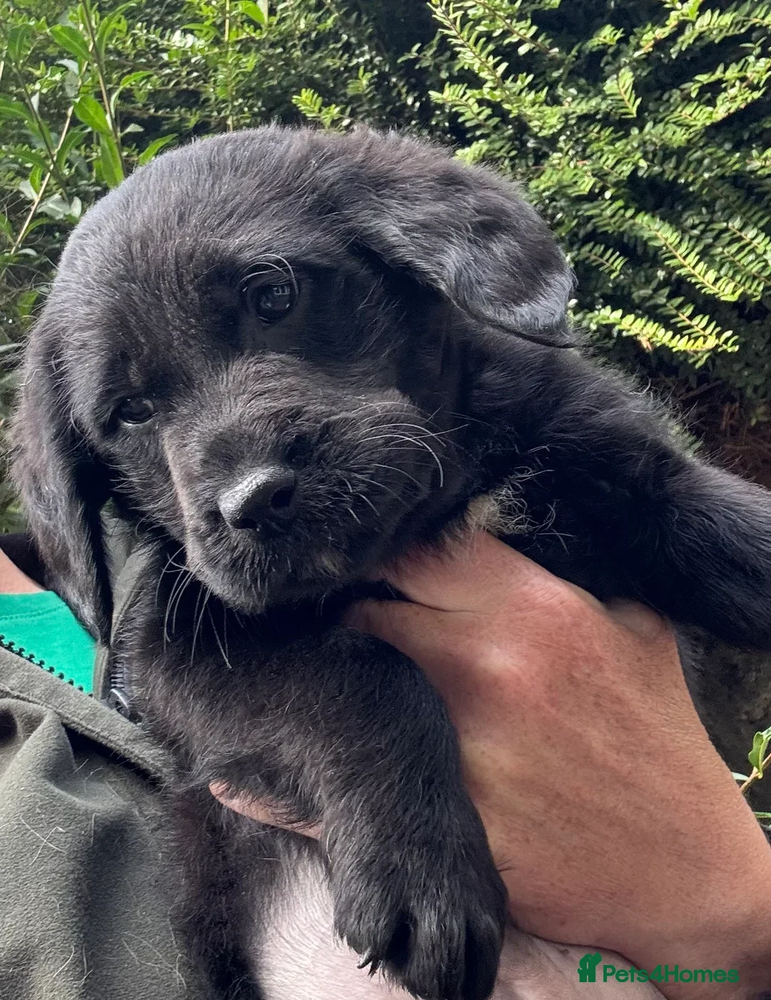 Labradoodle dogs for sale: Fully Vaccinated, Lab x Australian Labradoodles  - Image 10