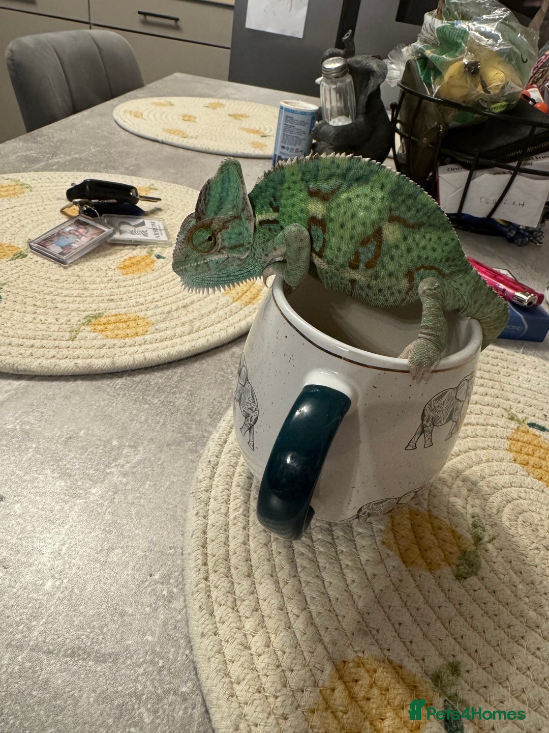 Chameleon reptiles for sale: Chameleon  - Advert 1