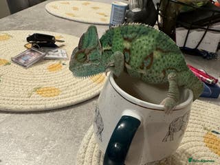 Chameleon reptiles Chameleon - Advert 1