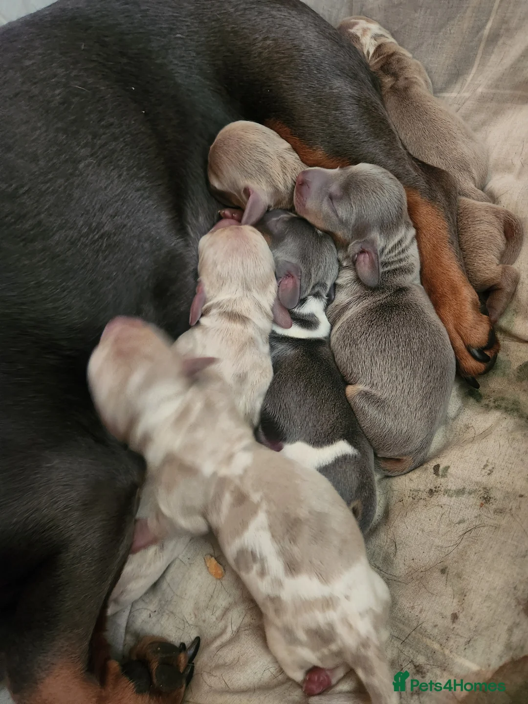 Miniature Dachshund dogs for sale: Miniature dachshund puppies - Advert 1