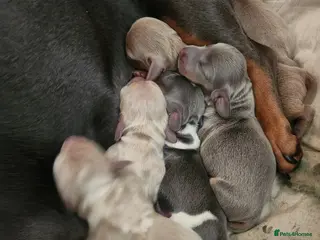 Miniature Dachshund dogs Miniature dachshund puppies - Advert 7