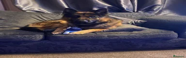 German Shepherd 1