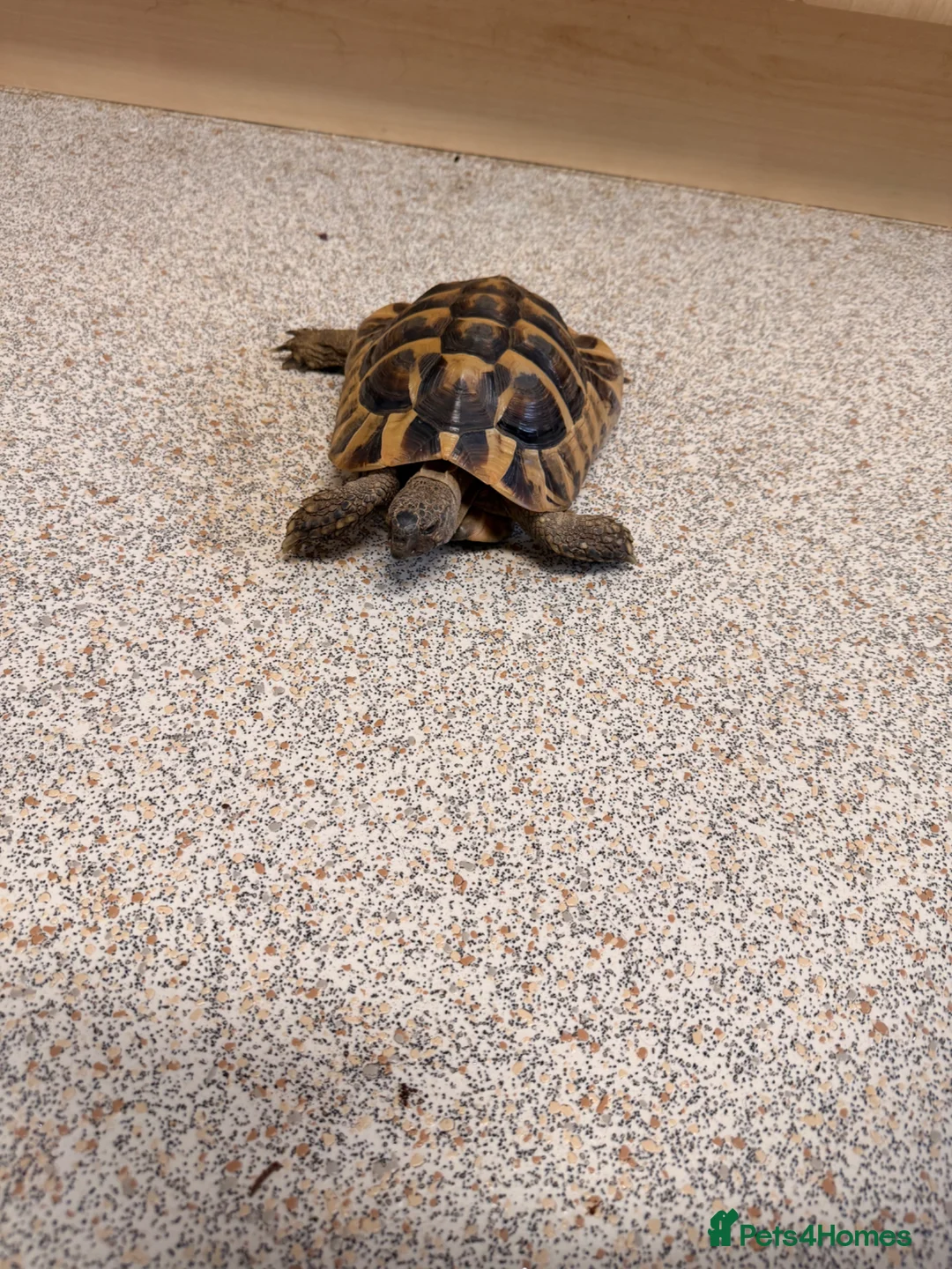 Hermann Tortoise reptiles for sale: Male Herman’s tortoise with huge setup  - Advert 4