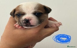 Staffordshire Bull Terrier dogs for sale: KC Staffordshire bull terriers 🧡🧡🏆🩸 REDS  - Image 28