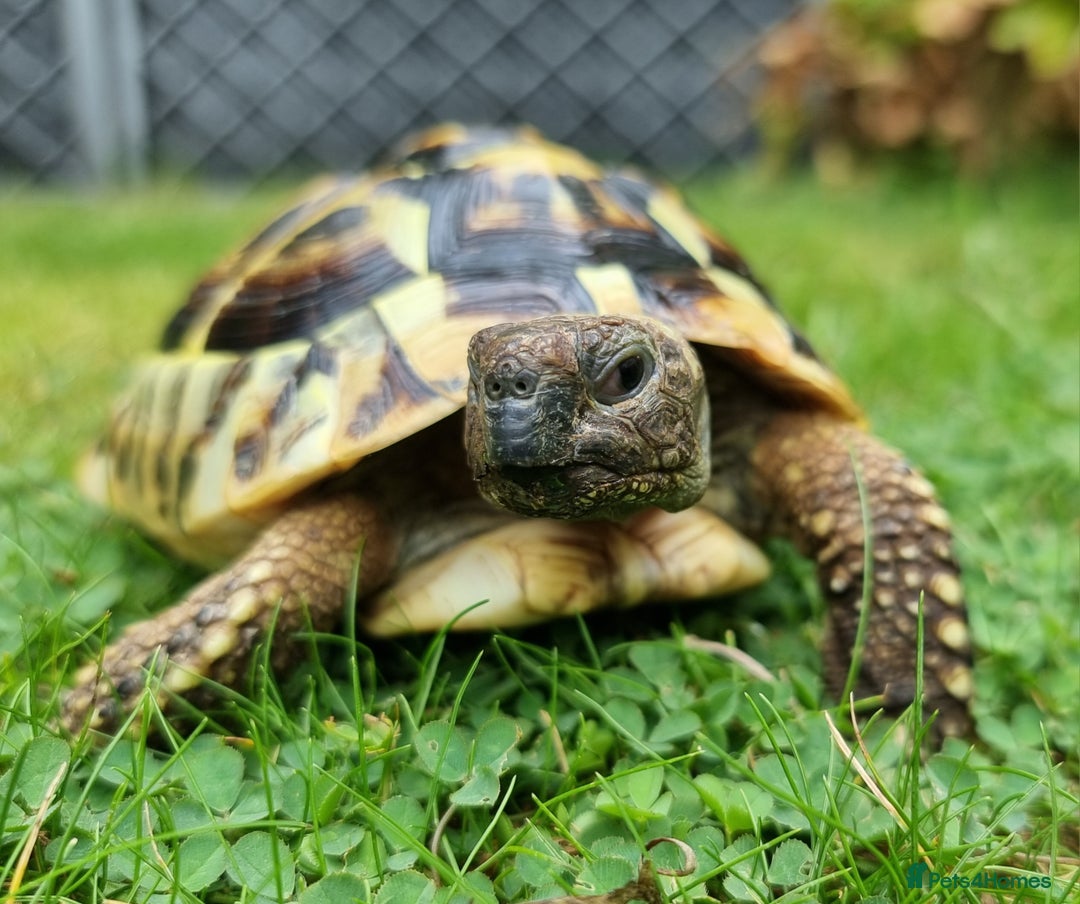 Tortoise reptiles for sale: Testudo Hermanni -tortoise for sale 7 years old - Image 19