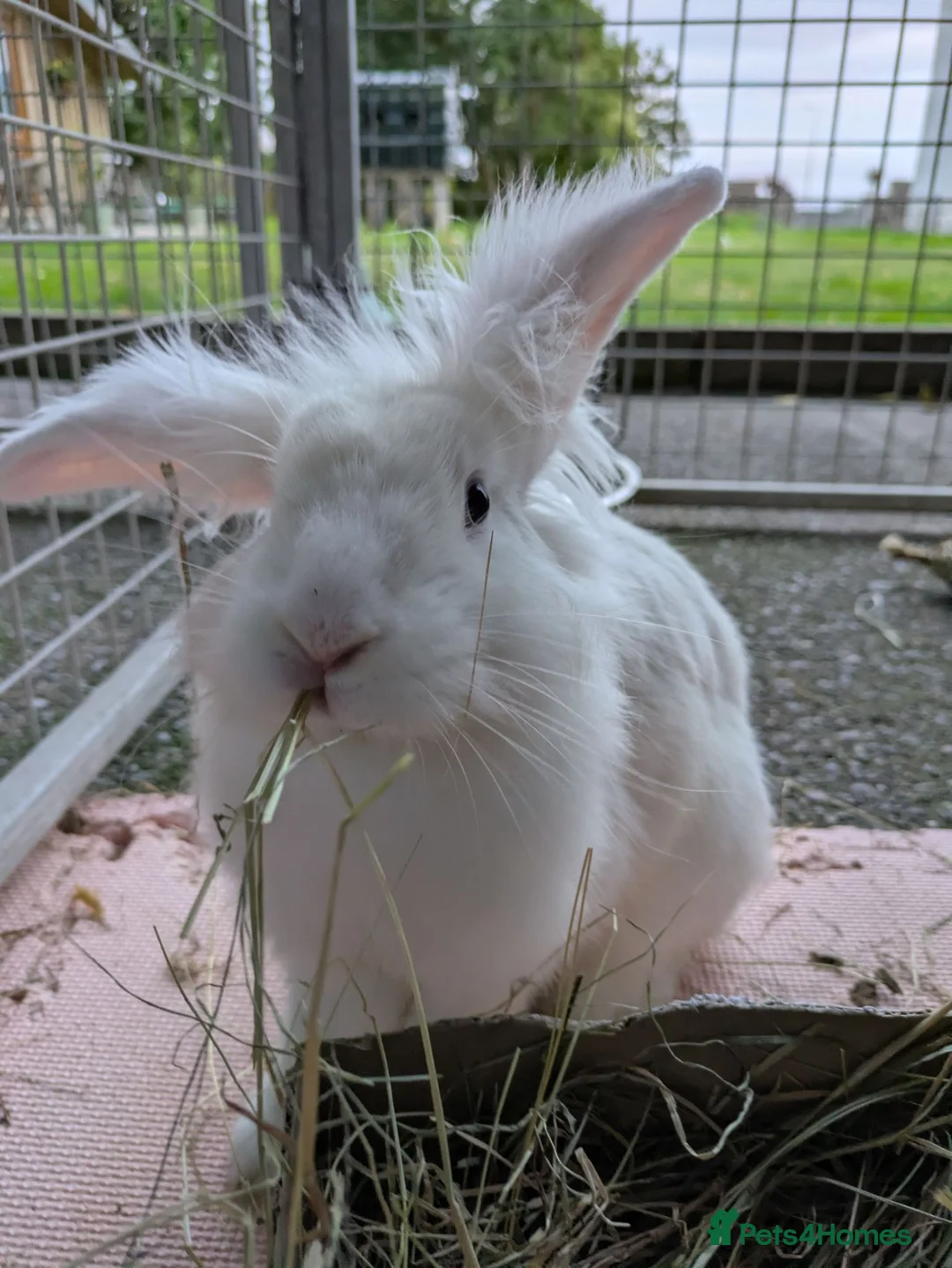 Mixed Breed rabbits for sale: Male mixed breed rabbit  - Advert 1