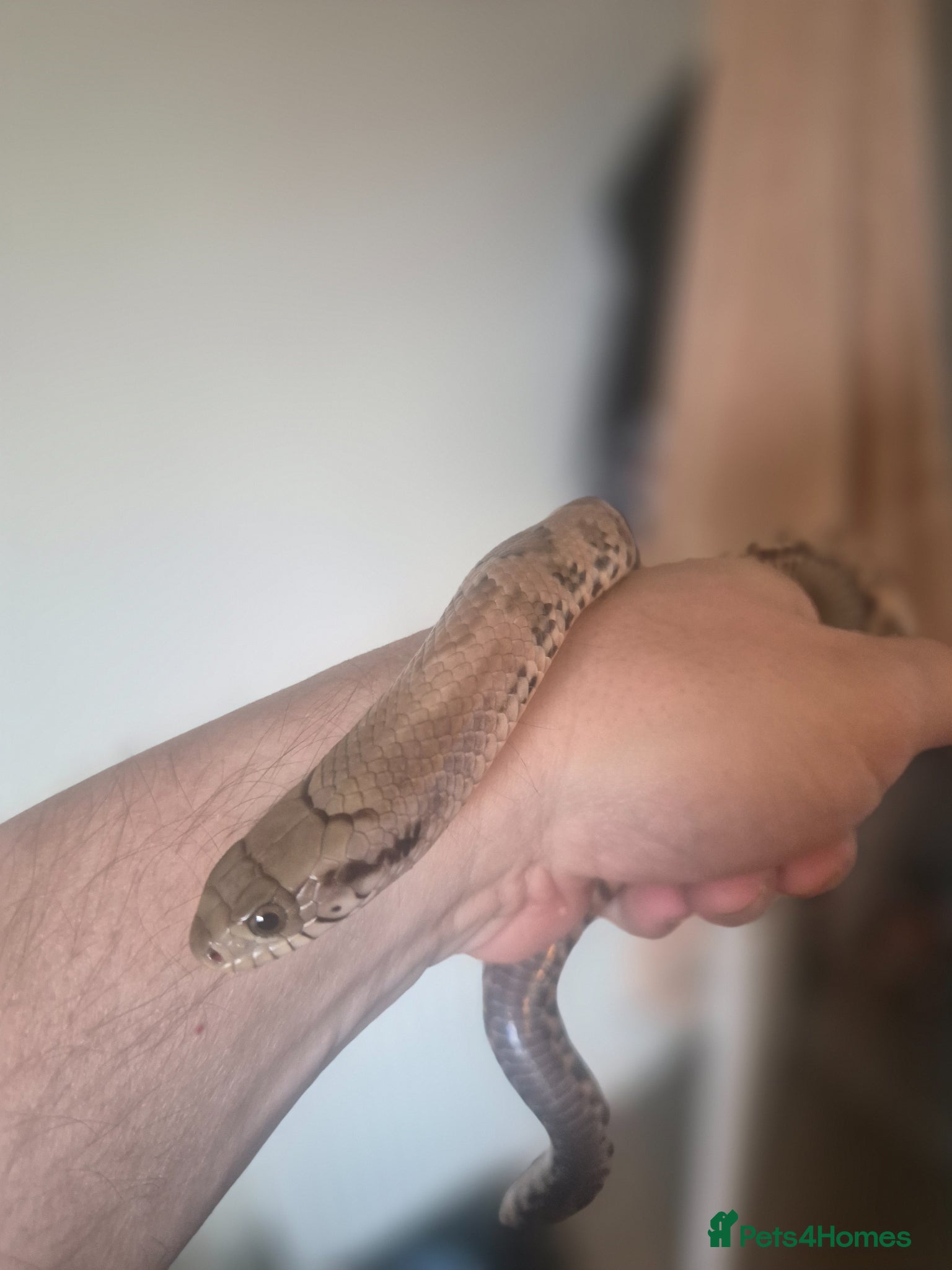Rat Snake reptiles False water cobra - Advert 1