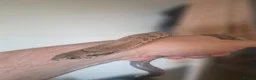 Rat Snake reptiles for sale: False water cobra - Advert 1