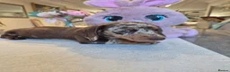 Miniature Dachshund dogs for sale: Beautiful Miniature Dachshund Ready to leave!♥️💙 - Advert 15