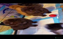 Chow Chow dogs for sale: Merle Chow Chow puppies  - Advert 4