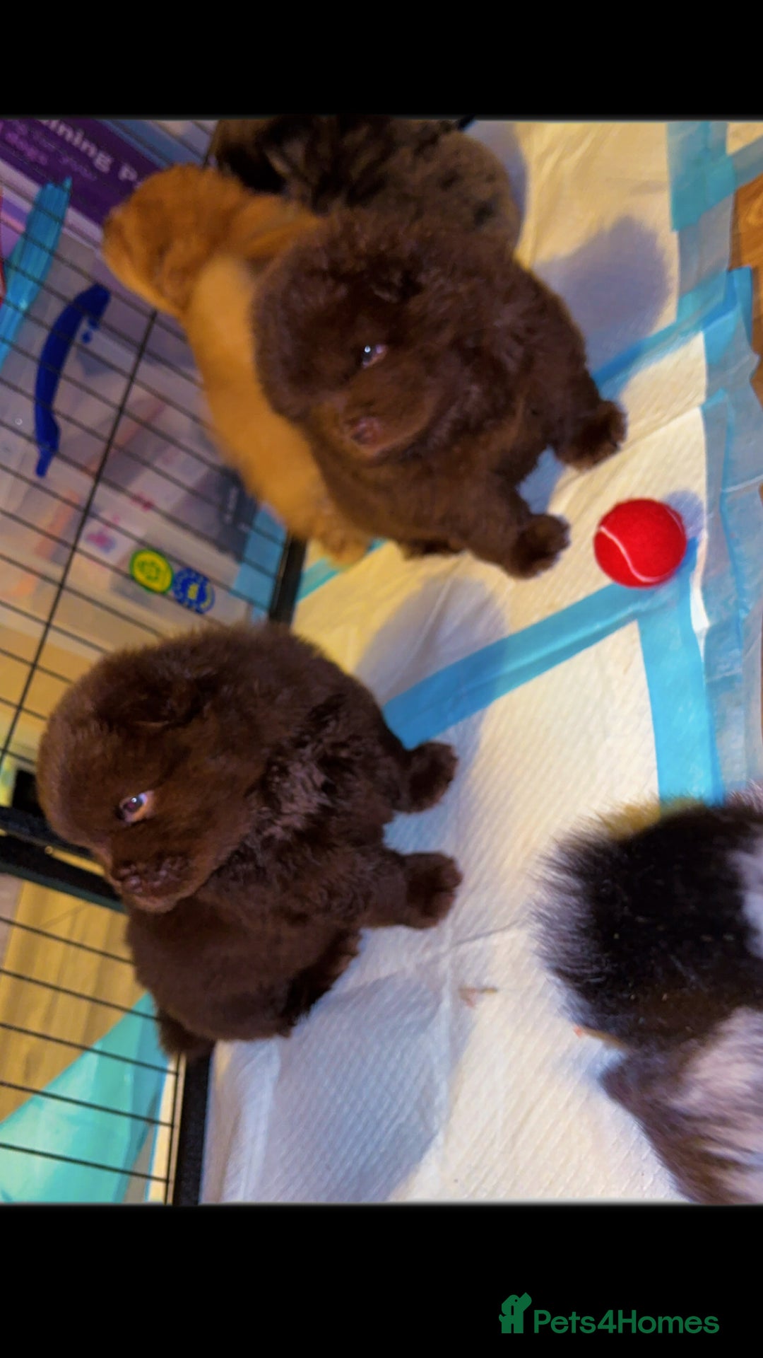 Chow Chow dogs for sale: Merle Chow Chow puppies  - Advert 4