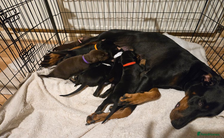 Dobermann dogs - Advert 1