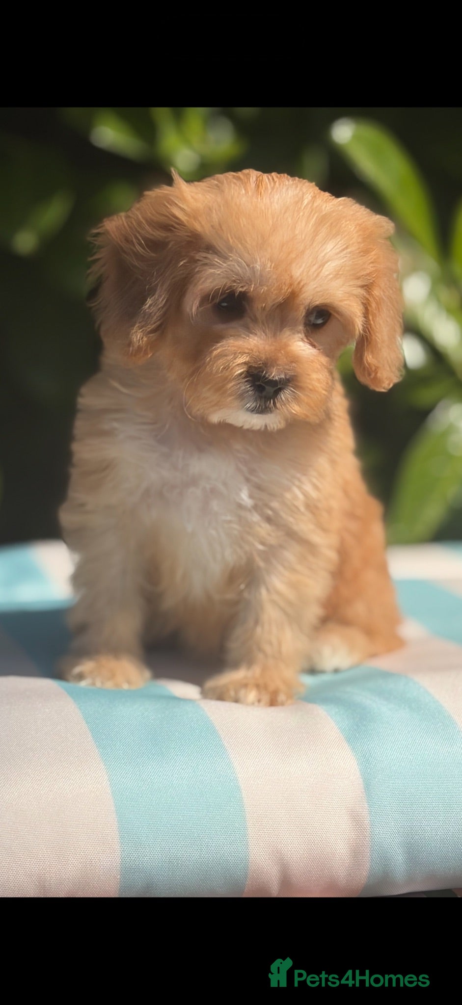 Cockapoo dogs 🌸 FEMALE READY NOW TOY F1 COCKERPOOS 🌸 - Advert 1