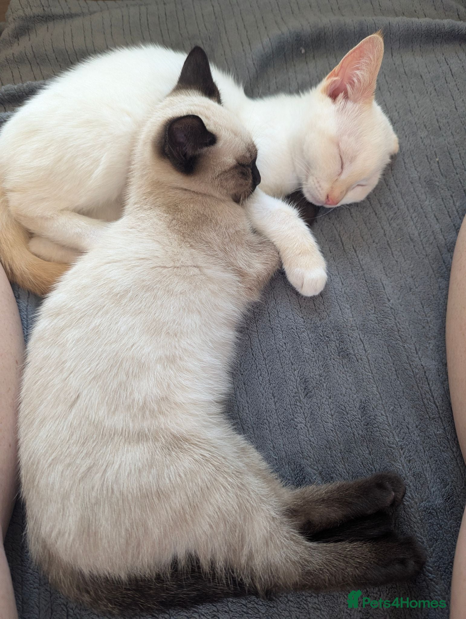 Siamese cats Seal point Siamese - Advert 9