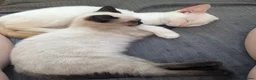 Siamese cats for sale: Seal point Siamese - Advert 1