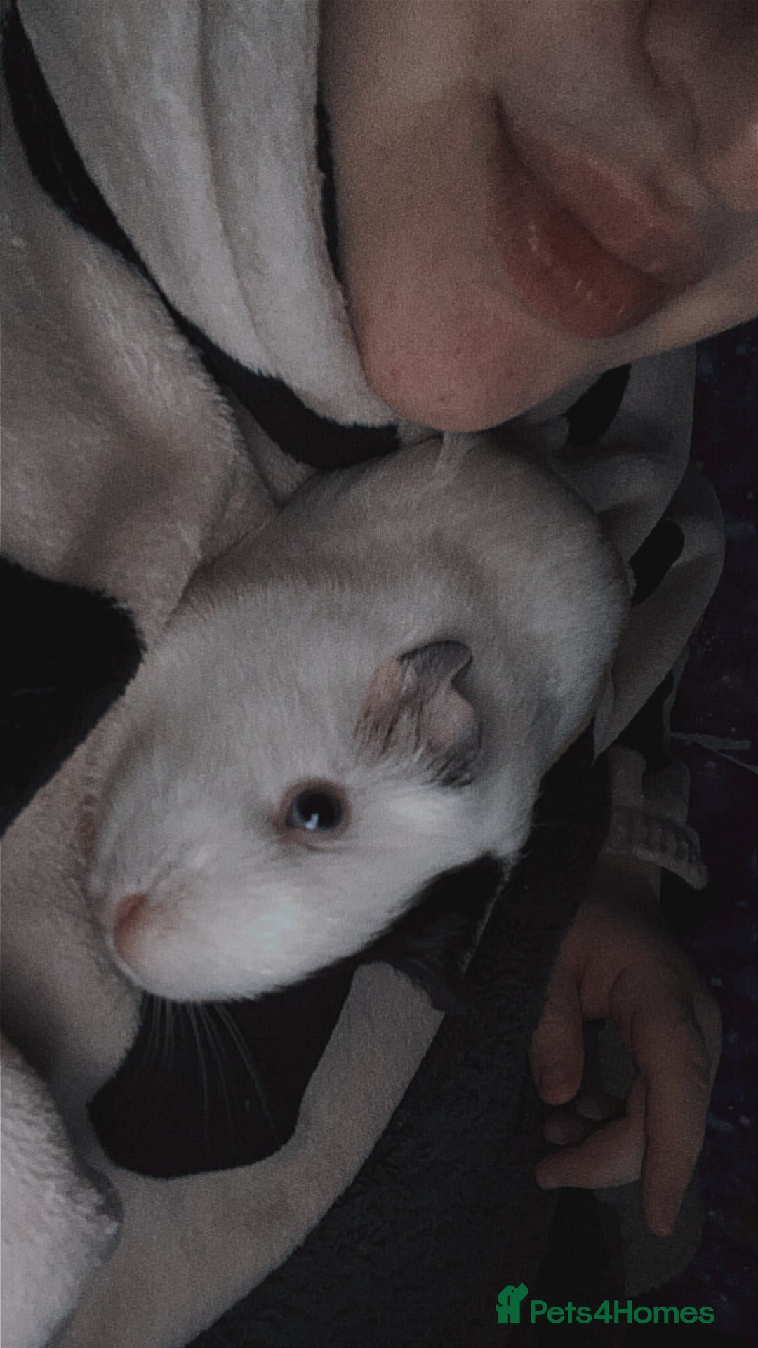 Guinea Pig rodents for sale: Guinea pigs two females  - Advert 8