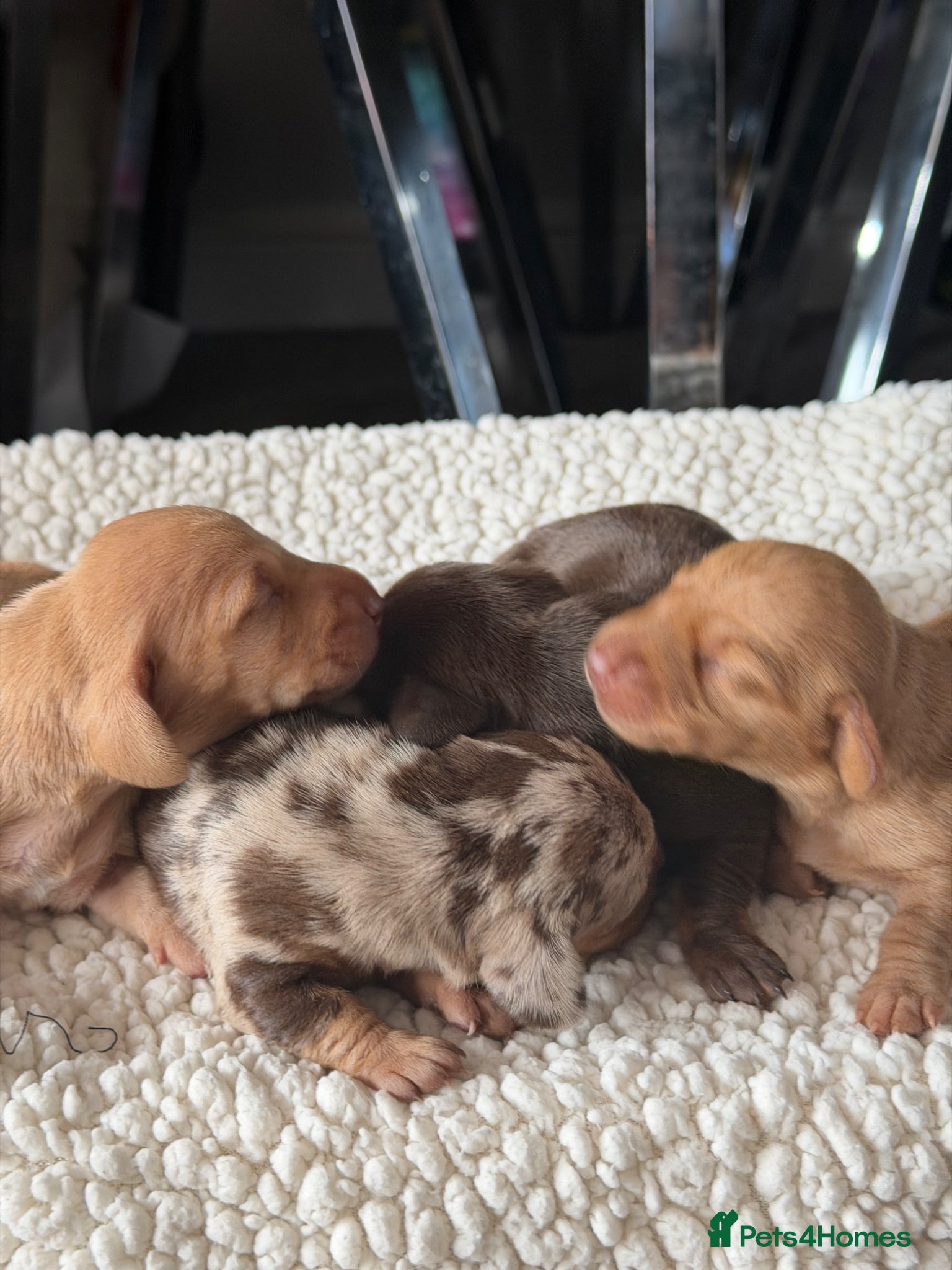 Miniature Dachshund dogs  Beautiful Dachshund Puppies – Ready 14th June 🐾 - Advert 6