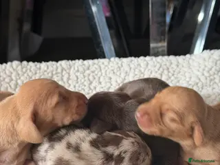 Miniature Dachshund dogs Beautiful Dachshund Puppies – Ready 14th June 🐾 - Advert 6