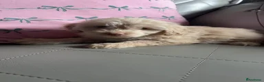Cockapoo 2
