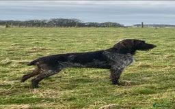 German Wirehaired Pointer dogs for sale: German Wirehaired Pointer Female Pup - Advert 2
