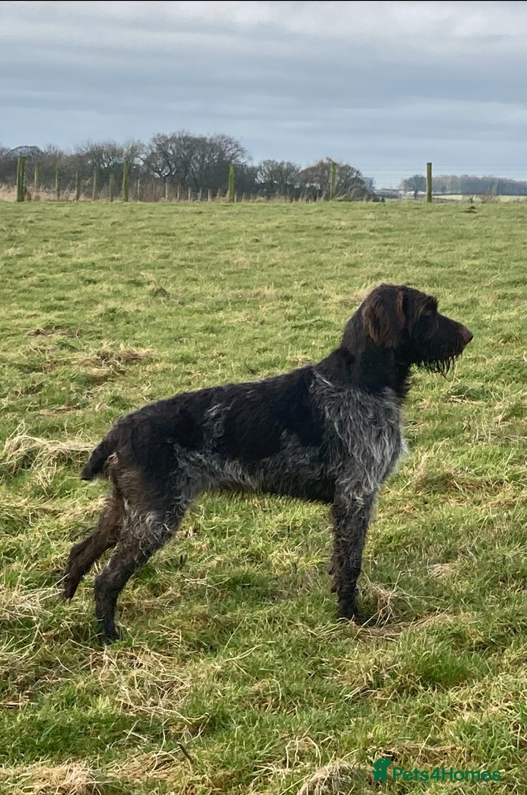 German Wirehaired Pointer dogs for sale: German Wirehaired Pointer Female Pup - Advert 2