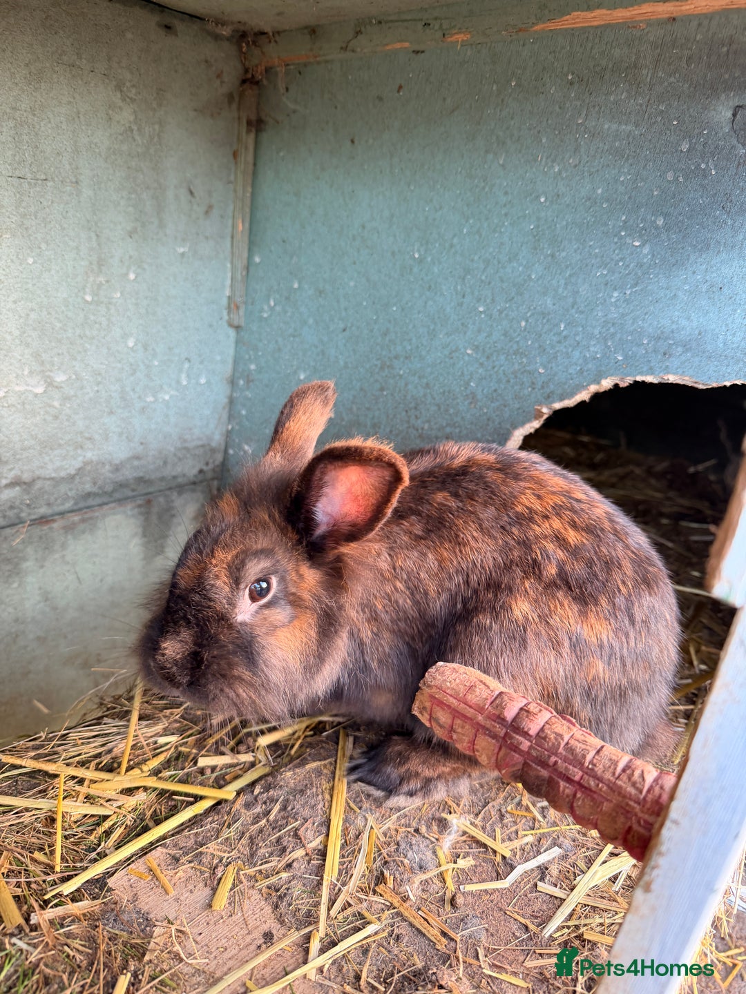 Lionhead rabbits for sale: Proper Lion head rabbit  - Advert 2