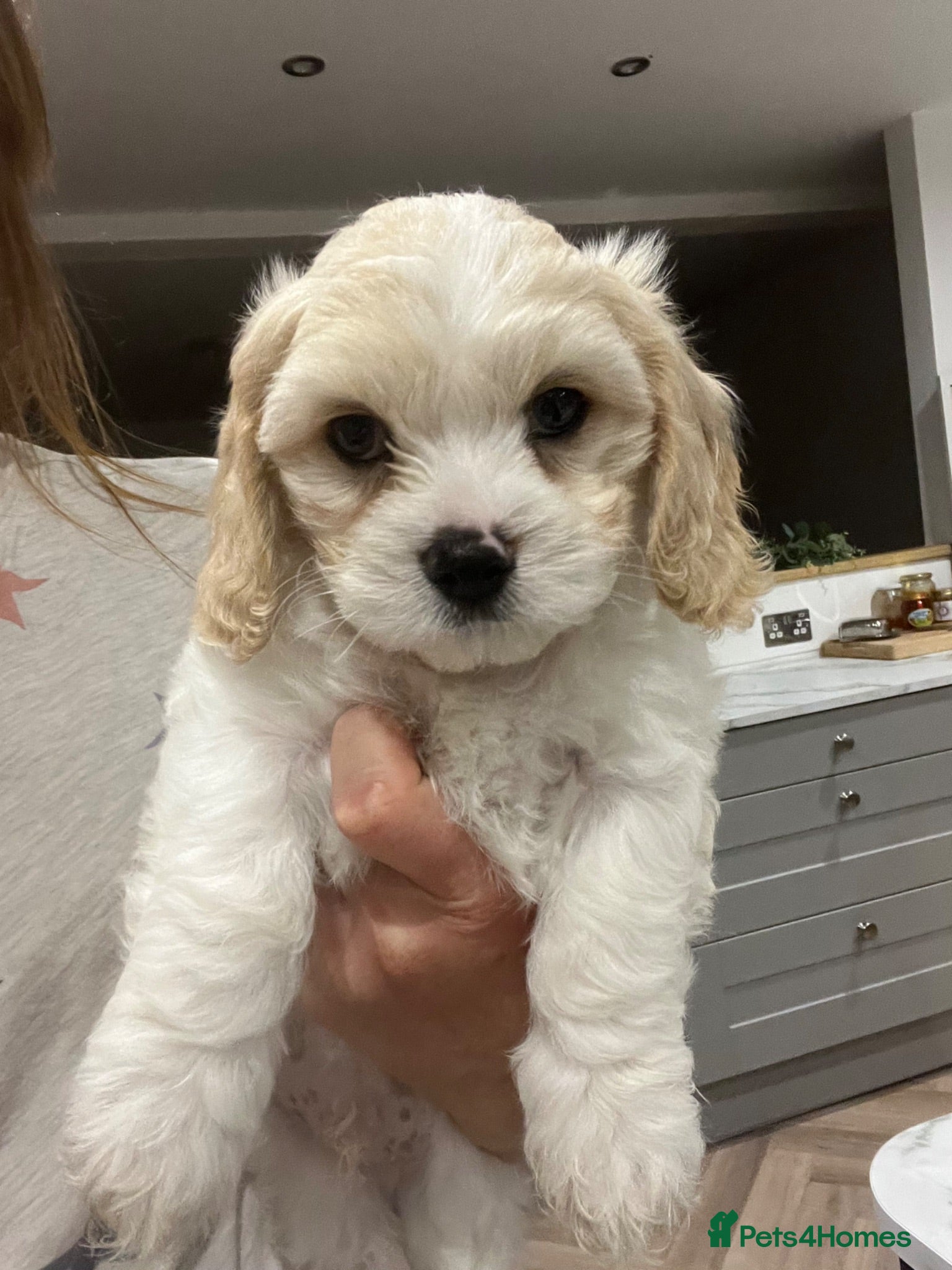 Cavachon dogs Cavachon puppies - Advert 4