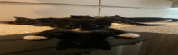 Mixed Breed cats for sale: 4 beautiful kittens ready now - Advert 7