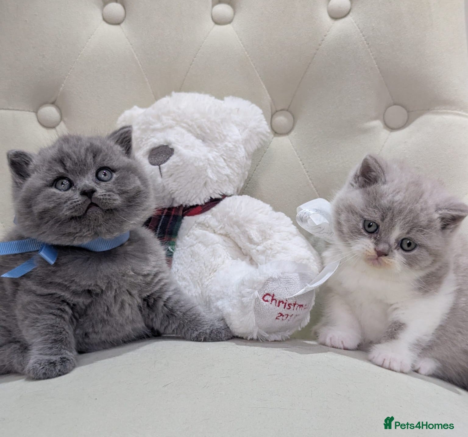 British Shorthair cats Amazing British shorthair kittens  - Advert 2