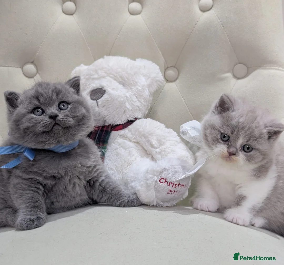 British Shorthair cats for sale: Amazing British shorthair kittens  - Advert 1