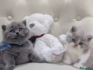 British Shorthair cats Amazing British shorthair kittens - Advert 2