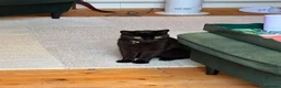 Mixed Breed cats for sale: Friendly, healthy young Milo seeking loving home - Advert 3