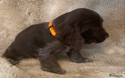 Cocker Spaniel dogs for sale: Adorable show cocker puppies - Image 18