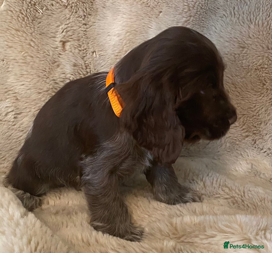 Cocker Spaniel dogs for sale: Adorable show cocker puppies - Image 18