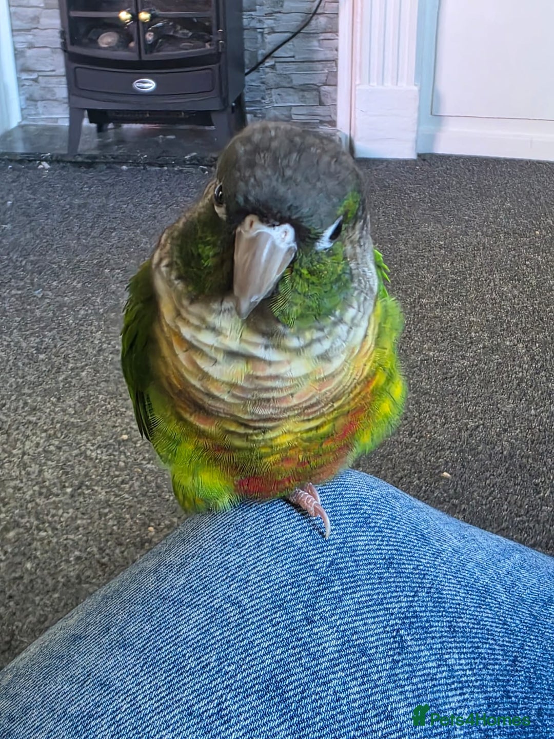 Conures birds for sale: Bonded green cheek couners  - Image 5